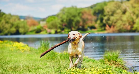 happy wet dog with big stick coming out of a river