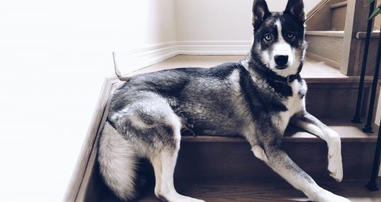 majestic husky sitting across a staircase